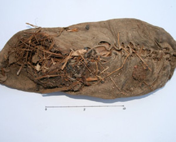 Chiếc giày còn nguyên vẹn cổ nhất có tuổi đời là 5.500 năm tuổi này được tìm thấy ở một hang động ở Armani.
